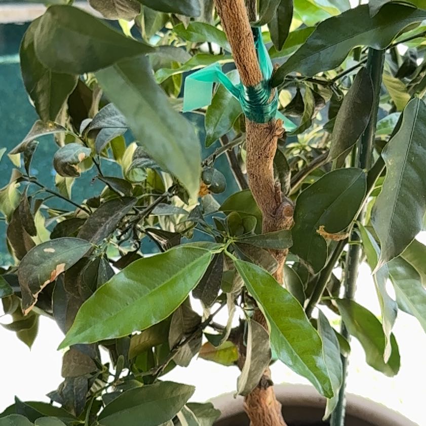 Photo of the plant species Kumquat by @NiceVetiver22 named Kesha on Greg, the plant care app