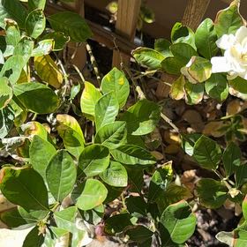 Photo of the plant species Common Gardenia by @NiceVetiver22 named Tupot amaroot on Greg, the plant care app