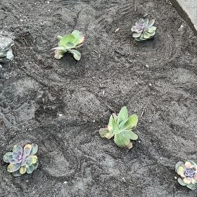 Photo of the plant species Chalk Dudleya by @WorthyComet12 named Gates on Greg, the plant care app