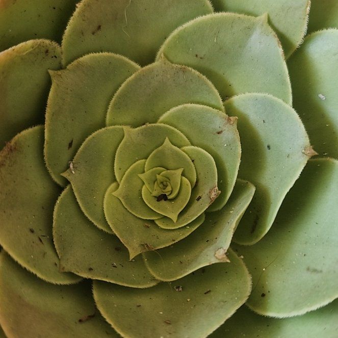 Photo of the plant species Giant Velvet Rose by @DoyenneCentro42 named Walt on Greg, the plant care app