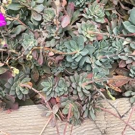 Photo of the plant species Myrtle Spurge by @NiftySiricote1 named Gobi on Greg, the plant care app