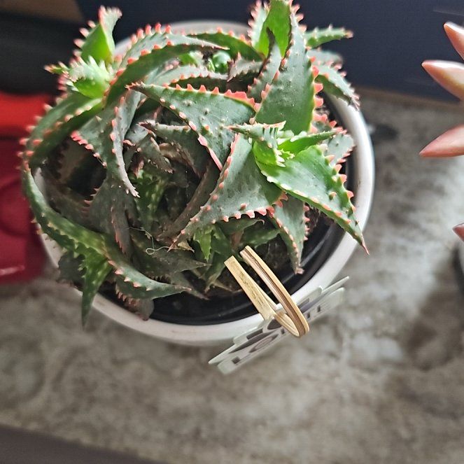 Photo of the plant species christmas carol by @GreatLuscious32 named Mando on Greg, the plant care app
