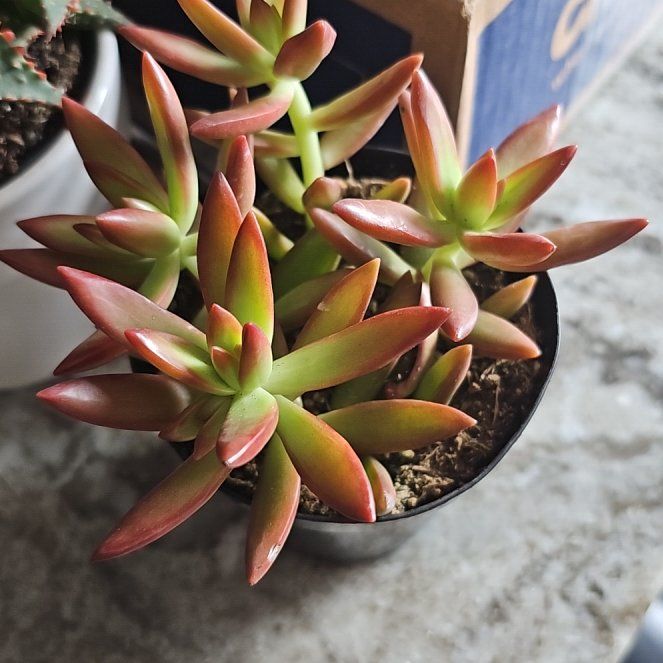Photo of the plant species Sedum Adolphi by @GreatLuscious32 named Ulysses S Plant on Greg, the plant care app