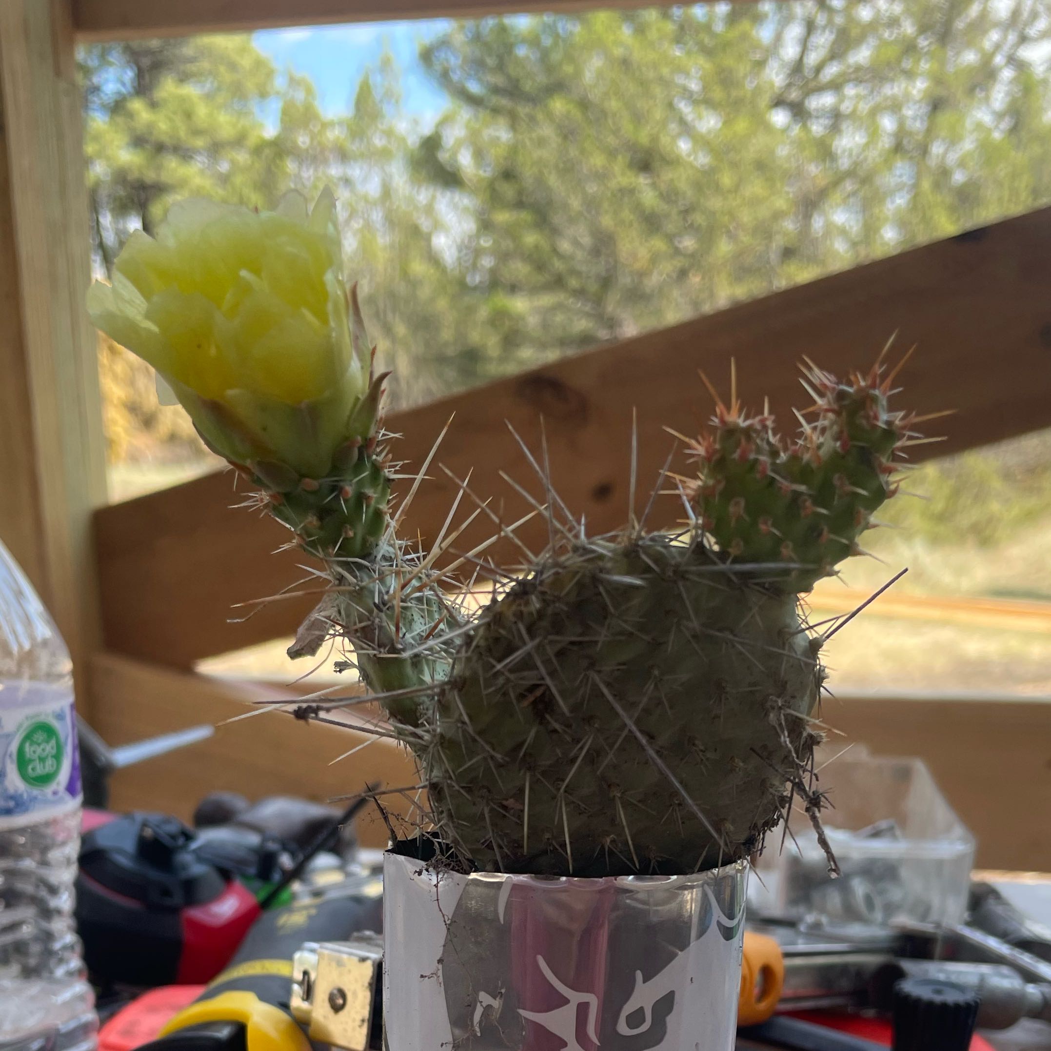 Photo of the plant species Navajo Bridge Prickly Pear by @avalobsrusty named luca on Greg, the plant care app