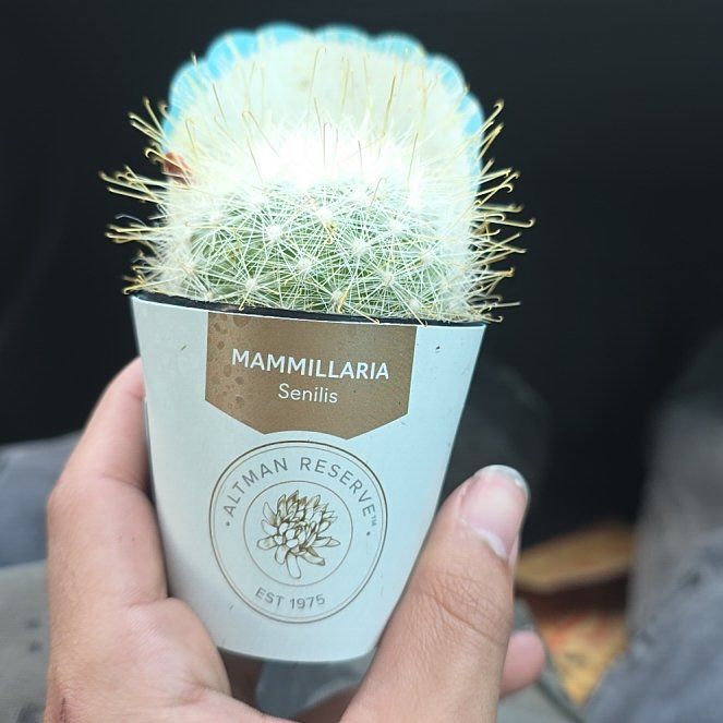 Photo of the plant species Mammillaria senilis by @TTSLzx named Harry on Greg, the plant care app