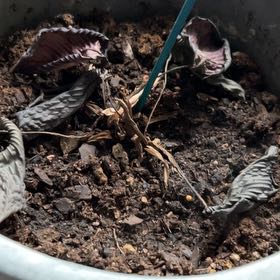 Photo of the plant species Rose Painted Calathea by @NewCacto35 named Robert Plant on Greg, the plant care app