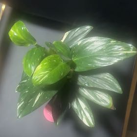 Photo of the plant species Cobra Monstera by @FamedBaytree19 named Kylie on Greg, the plant care app