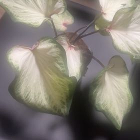 Photo of the plant species Caladium White Queen by @FamedBaytree19 named Captain Plant-it on Greg, the plant care app