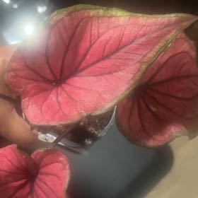 Photo of the plant species Caladium by @FamedBaytree19 named Kendall on Greg, the plant care app