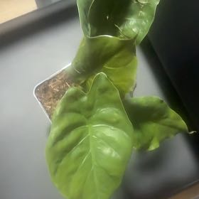 Photo of the plant species Jewel Alocasia by @FamedBaytree19 named da Vinci on Greg, the plant care app