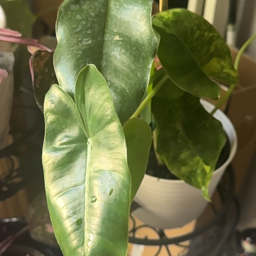 Photo of the plant species Burle Marx Variegata by @ProSuriana64 named Keanu Leaves on Greg, the plant care app