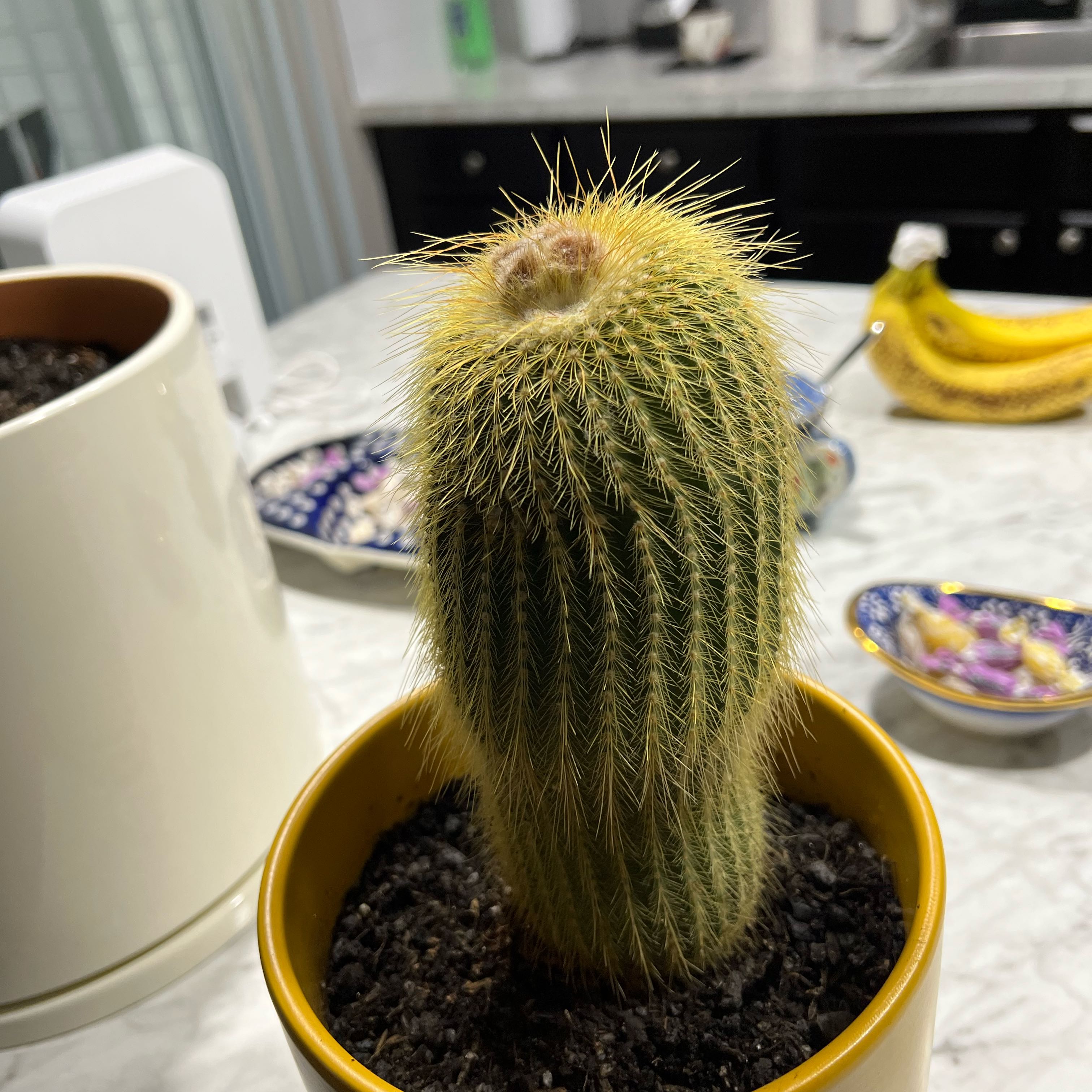 Photo of the plant species Parodia Leninghausii by @ElderFlax76 named Lemon on Greg, the plant care app