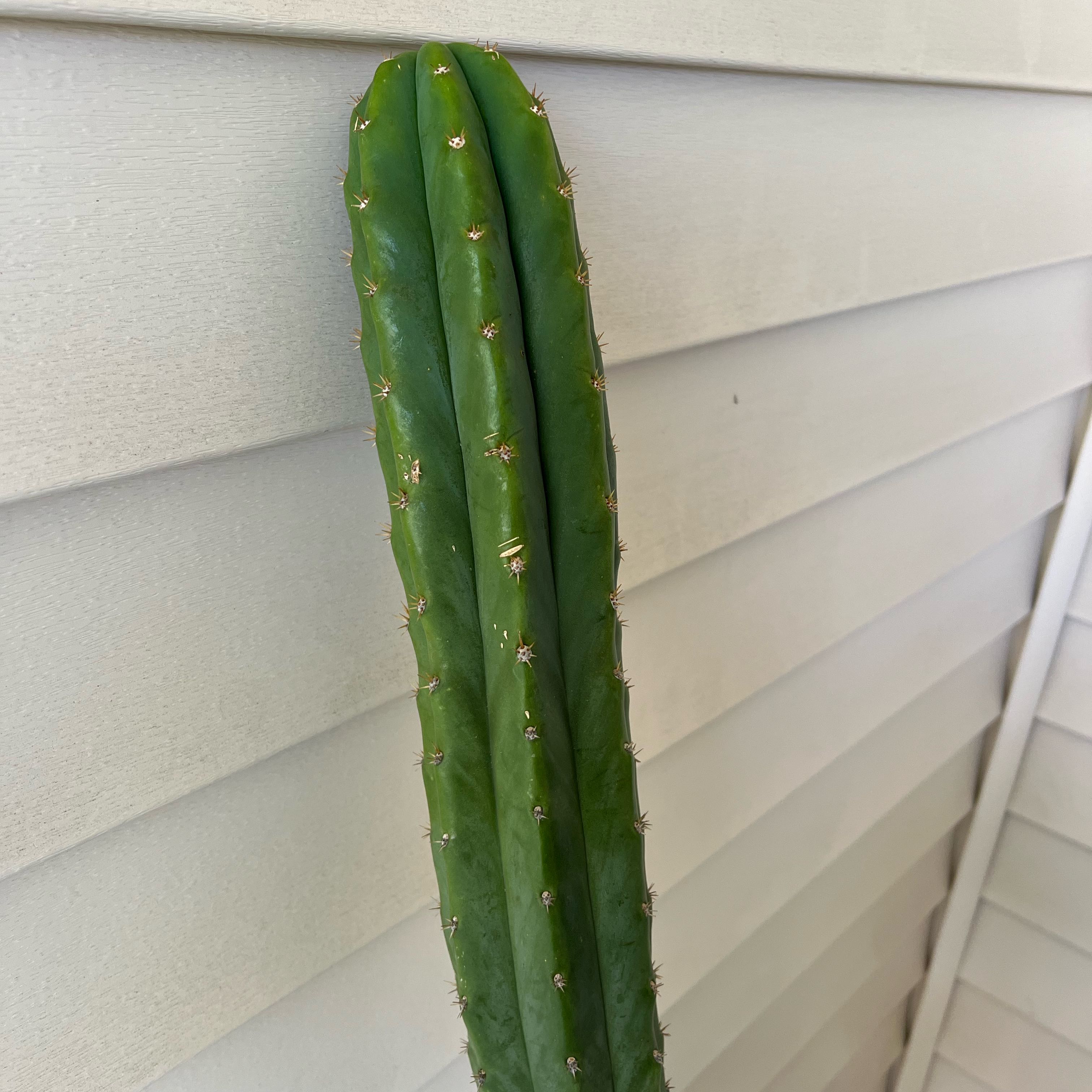 Photo of the plant species San Pedro by @ElderFlax76 named San Pedro on Greg, the plant care app
