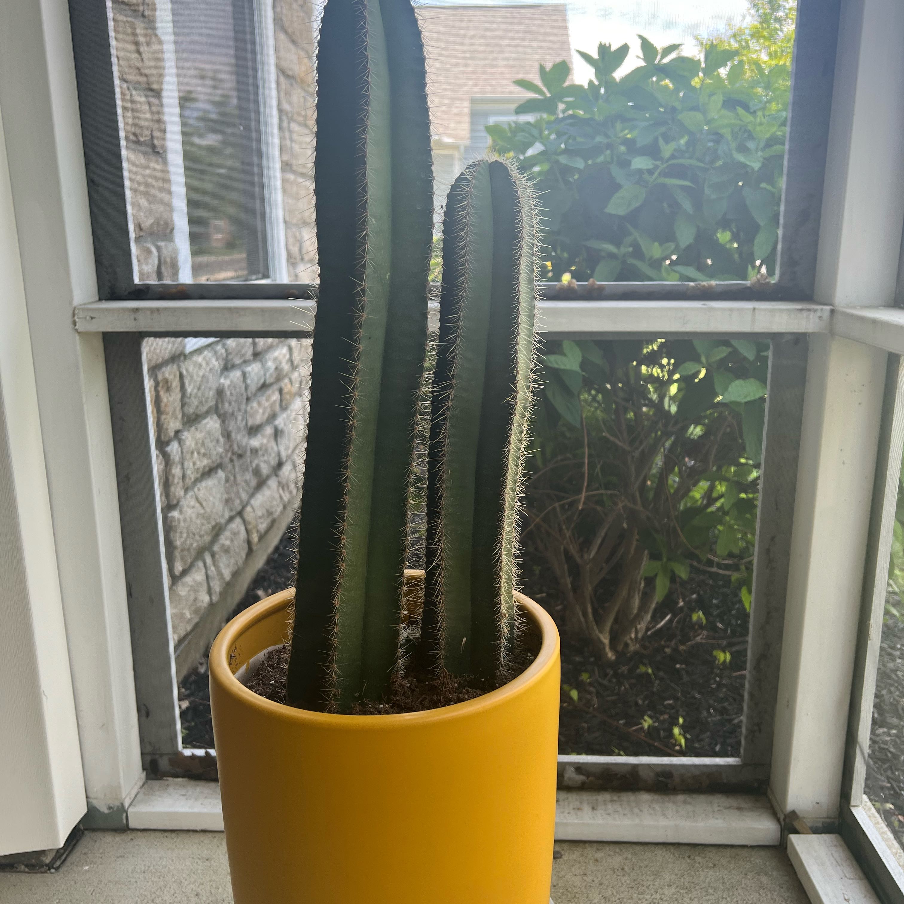 Photo of the plant species Isolatocereus dumortieri by @ElderFlax76 named Twins on Greg, the plant care app