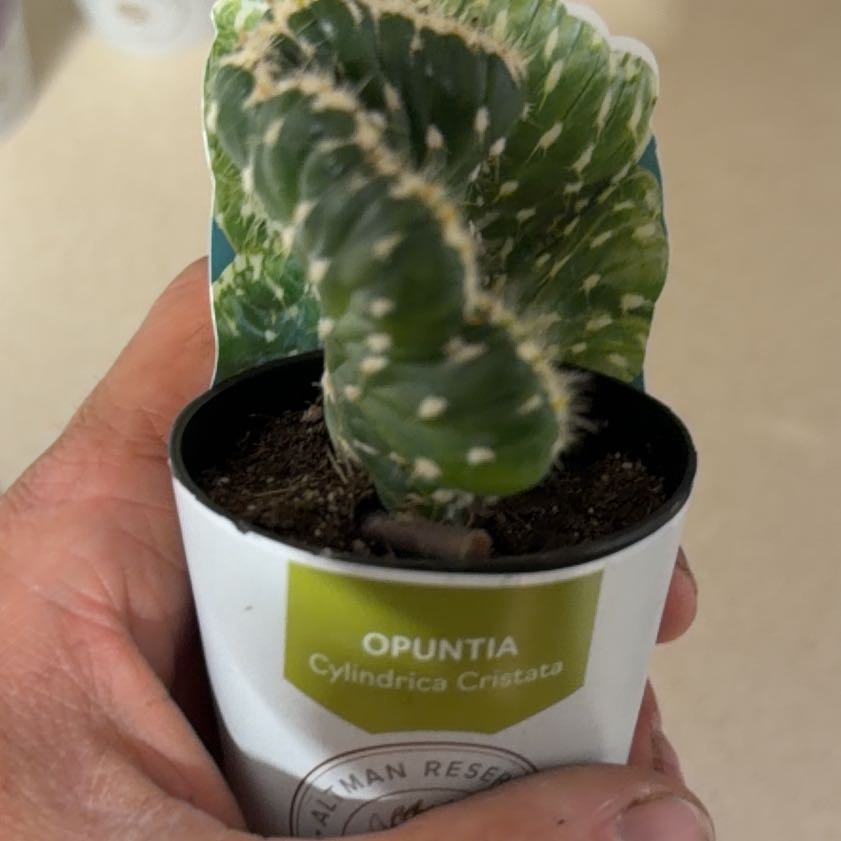 Photo of the plant species Opuntia cylindrica f. cristata by @AngelKoa16 named Leaf Erickson on Greg, the plant care app