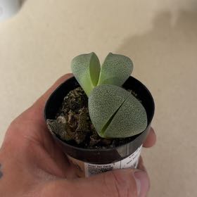 Photo of the plant species Royal Flush Split Rock by @AngelKoa16 named Willow on Greg, the plant care app