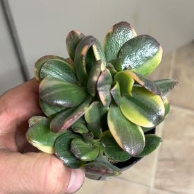 Photo of the plant species Crassula obliqua 'Lemon 'n Lime' by @AngelKoa16 named Rainier on Greg, the plant care app