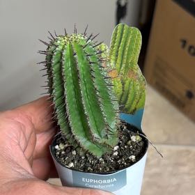 Photo of the plant species Milk Barrel Cactus by @AngelKoa16 named Tree Diddy on Greg, the plant care app