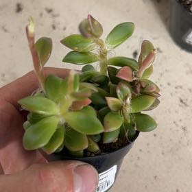 Photo of the plant species Anacampseros 'Sunrise' by @AngelKoa16 named Sonora on Greg, the plant care app