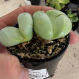 Photo of the plant species Argyroderma spp. by @AngelKoa16 named Kylie on Greg, the plant care app