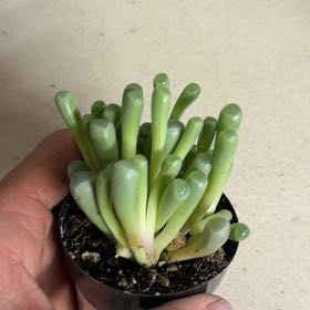 Photo of the plant species Baby Toes by @AngelKoa16 named Madonna on Greg, the plant care app
