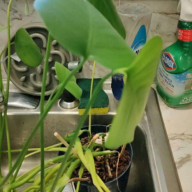 Photo of the plant species Green Arrow-Arum by @GratefulChia59 named Planty on Greg, the plant care app