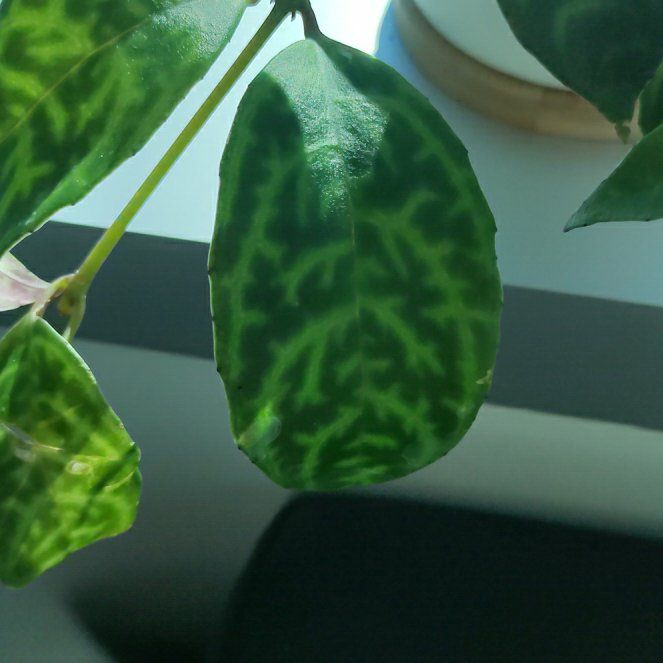 Photo of the plant species Zebra Basket Vine by @GratefulChia59 named Walt on Greg, the plant care app