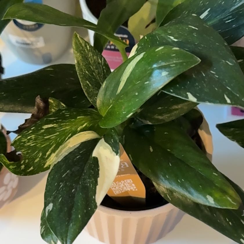 Photo of the plant species Monstera Cobra by @WingedDill70 named James Dean on Greg, the plant care app