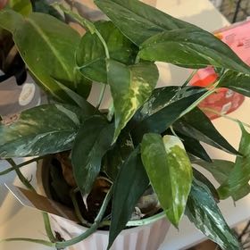 Photo of the plant species Pothos Albo by @WingedDill70 named Plato on Greg, the plant care app