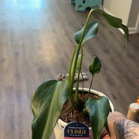 Photo of the plant species Monstera Burle Marx Flame by @WingedDill70 named Bieber on Greg, the plant care app