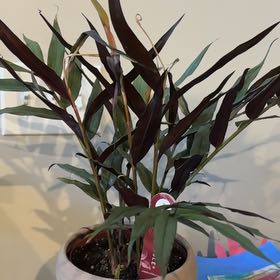 Photo of the plant species Red Bamboo by @WingedDill70 named Athena on Greg, the plant care app