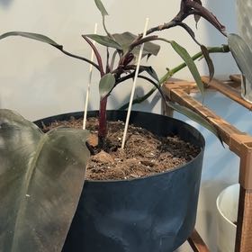 Photo of the plant species Philodendron Dark Lord by @WingedDill70 named Oscar on Greg, the plant care app