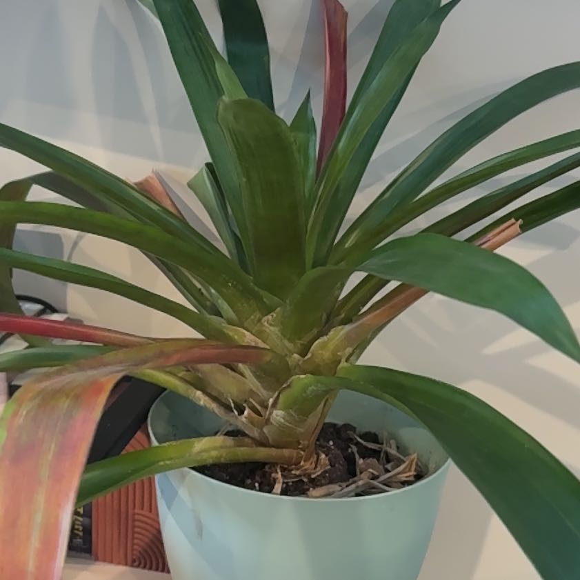 Photo of the plant species Red Bromeliad by @WingedDill70 named Kylie on Greg, the plant care app