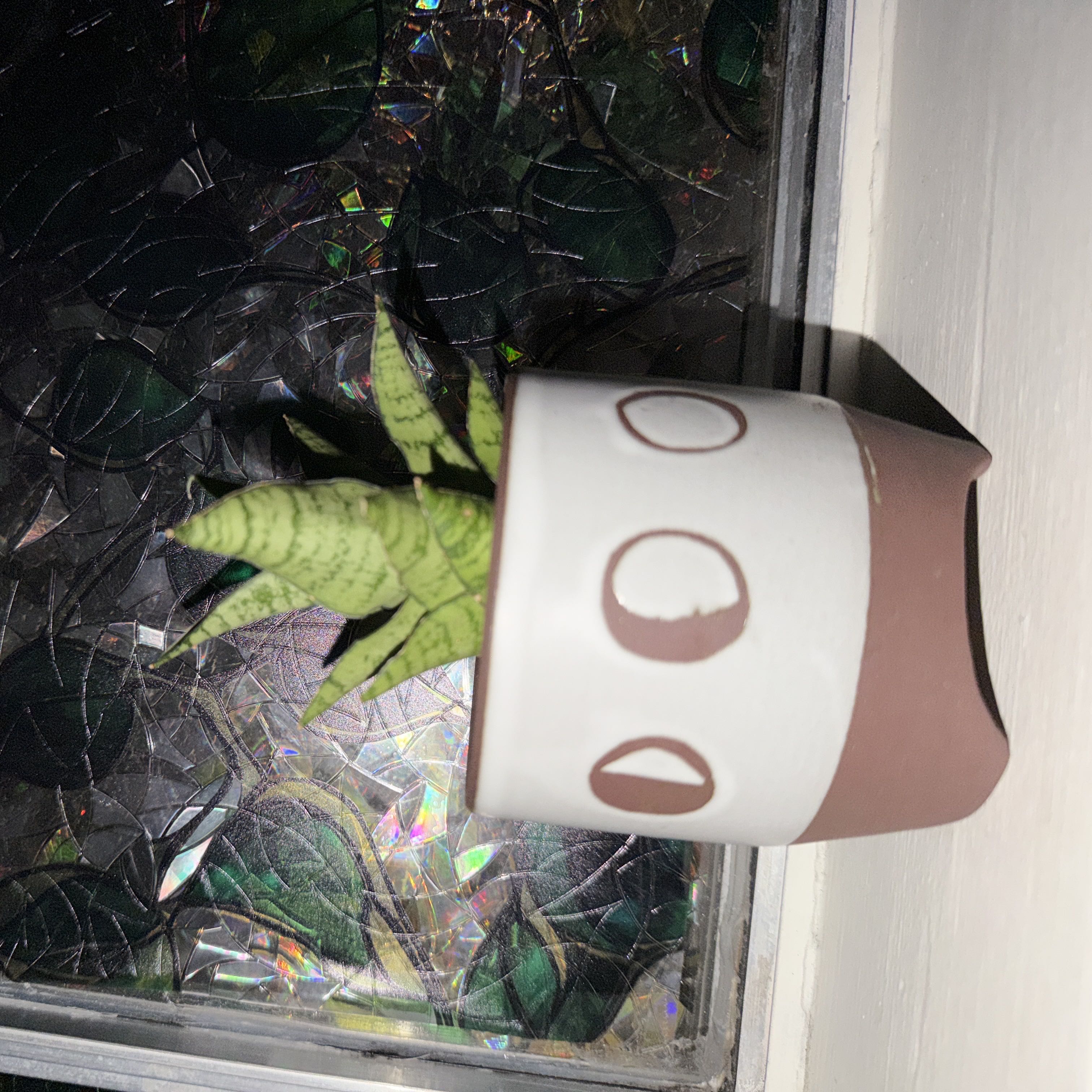 Photo of the plant species Tough Lady by @MarieBelle619 named Stuart Little on Greg, the plant care app