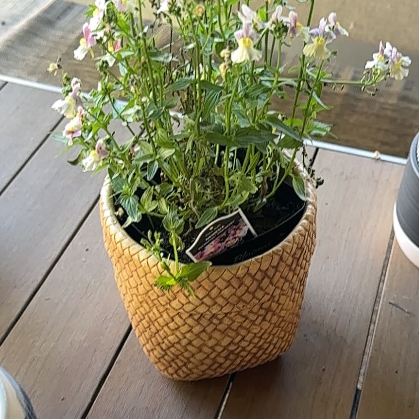 Photo of the plant species Nemesia Fruiticans by @GrandGabisan17 named Belle on Greg, the plant care app