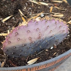 Photo of the plant species Violet Prickly Pear by @GrandGabisan17 named Violet on Greg, the plant care app