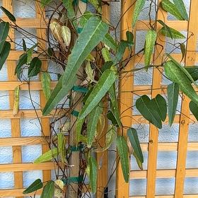 Photo of the plant species Happy Wanderer by @GrandGabisan17 named Overseer on Greg, the plant care app