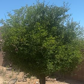 Photo of the plant species Citrus Reticulata by @CombatPeach named Morgan Treeman on Greg, the plant care app