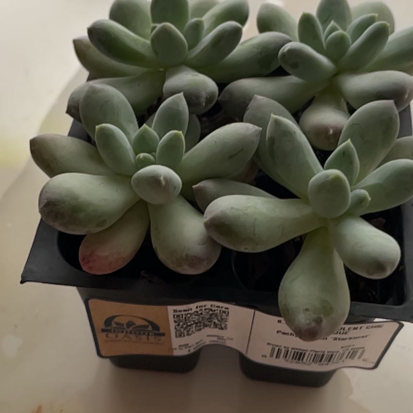 Photo of the plant species Pachyphytum 'Starburst' by @NeatAntplant87 named Navajo on Greg, the plant care app