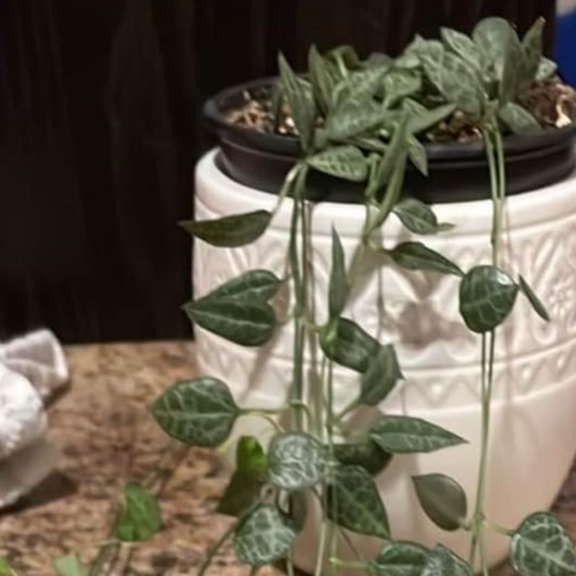 Photo of the plant species String of Spades by @ajoyquick76 named Spade on Greg, the plant care app