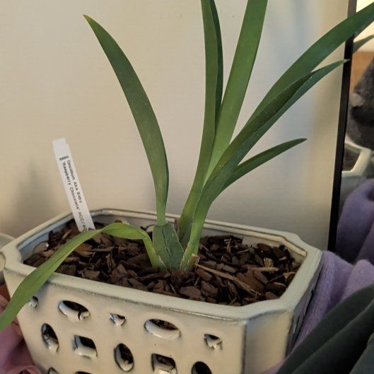 Photo of the plant species Oncidium sharry baby 'Sweet Fragrance' by @KeenMullein31 named Harmony on Greg, the plant care app