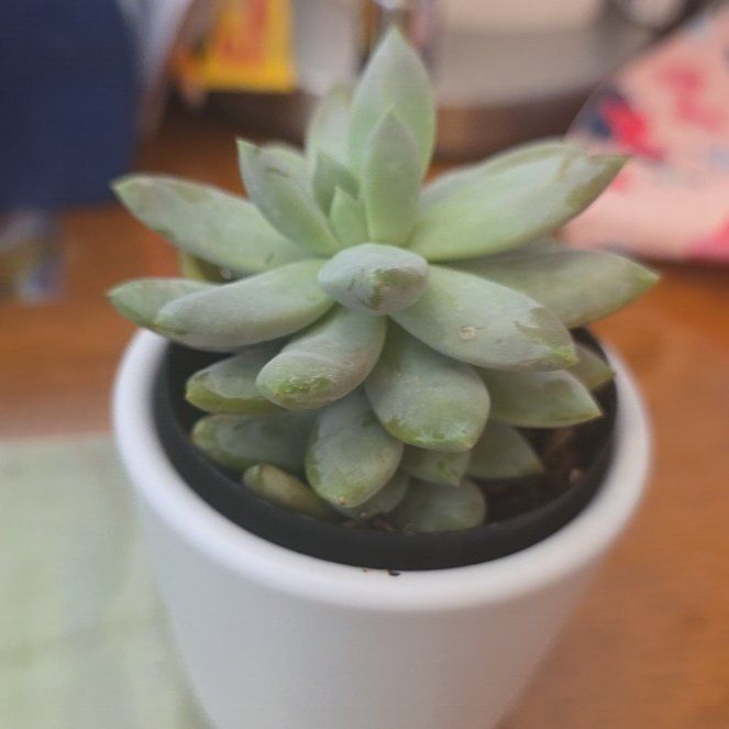 Photo of the plant species Sedeveria 'Lilac Mist' by @DearLakesedge51 named Bruce Lee on Greg, the plant care app