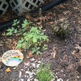 Photo of the plant species Asian Bleeding-Heart by @LushChinotto39 named Queen on Greg, the plant care app