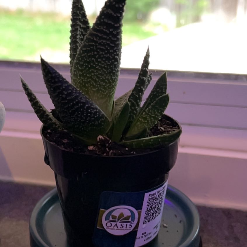 Photo of the plant species Pillansii by @BriskDaffodil43 named Kylie on Greg, the plant care app