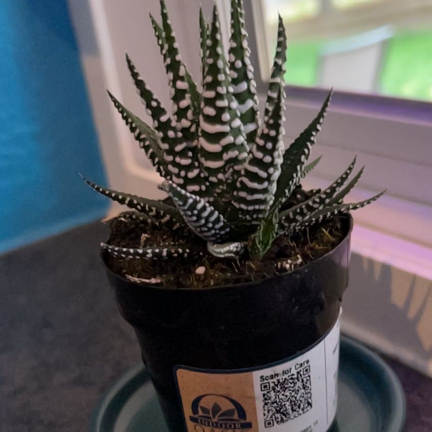 Photo of the plant species Haworthia fasciata 'Barcelona' by @BriskDaffodil43 named McKinley on Greg, the plant care app
