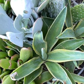 Photo of the plant species Lanceleaf Liveforever by @BetterIcecaps76 named Marilyn on Greg, the plant care app