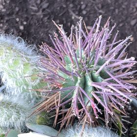 Photo of the plant species Mexican Giant Cactus by @BetterIcecaps76 named Demi on Greg, the plant care app