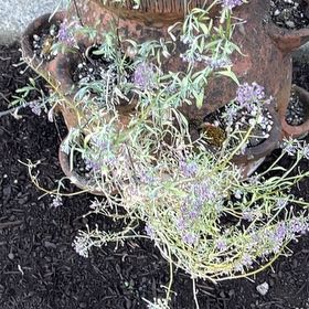 Photo of the plant species Sweet Alyssum by @BetterIcecaps76 named Forrest on Greg, the plant care app