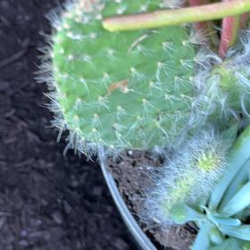Photo of the plant species Arborescent Prickly Pear by @BetterIcecaps76 named Homer on Greg, the plant care app