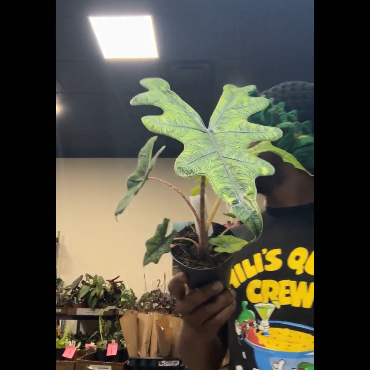 Photo of the plant species Alocasia 'Jacklyn' by @YesTutu94 named Nithin on Greg, the plant care app